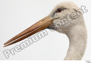 Black stork head 0010.jpg